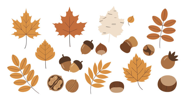Collection of Autumn Leaves and Nuts Vector Illustration.