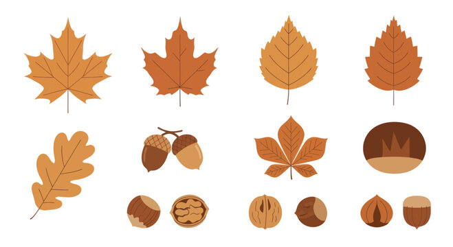 Collection of Autumn Leaves and Nuts Isolated on White Background.
