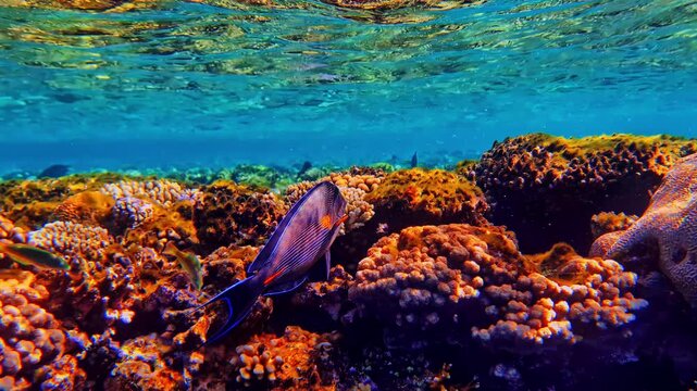 A boldly striped sohal surgeonfish grazes over dense orange and brown coral growth on a shallow reef flat. Bali, Indonesia