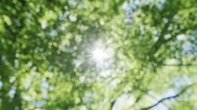 夏の太陽の暑く強い日差し　木々の葉から差し込むさわやかな木漏れ日の光とキラキラの輝く明るい丸ボケと光芒　アウトドア・夏休み・日焼け・バカンス・旅行・洗濯のイメージ背景　