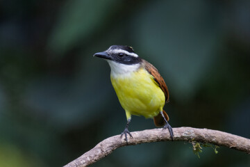 Fototapeta premium Lesser Kiskadee perched on branch in lush Colombian forest habitat