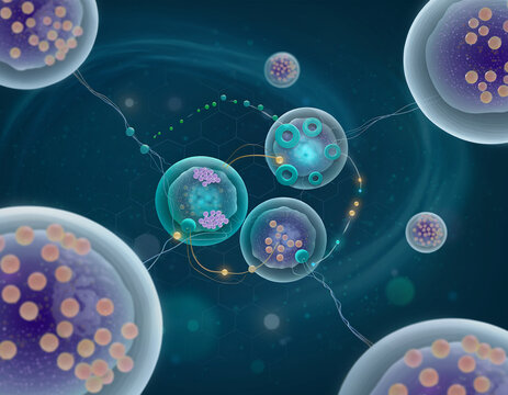 Cyanobacteria like Anabaena exhibit complex cell morphogenesis with cytoskeleton and protein filaments for DNA segregation and multicellularity through the CorMR system in evolutionary biology.