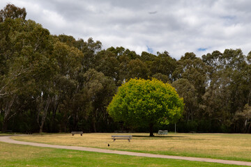 Fototapeta premium A single round-shaped tree standing against the background of the forest. Brimbank Park (Parks Victoria) Australia, Victoria, December 2025