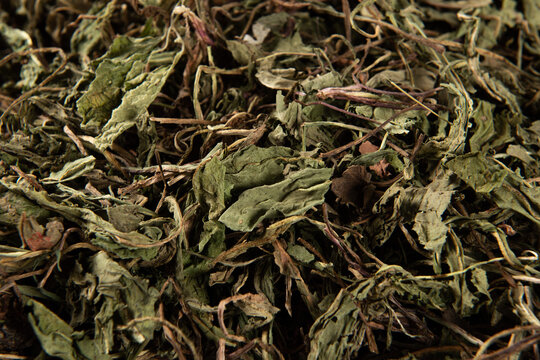 Dried dandelion leaves for herbal tea