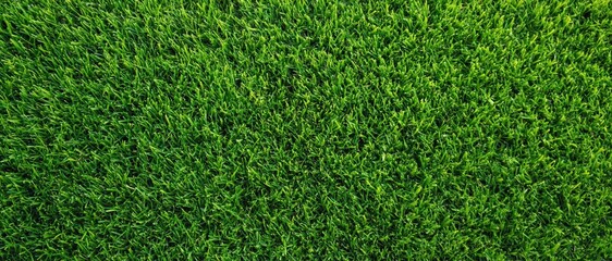 Fototapeta premium High resolution top view of lush green grass lawn providing natural organic texture for garden landscaping or eco friendly background projects. High quality photo