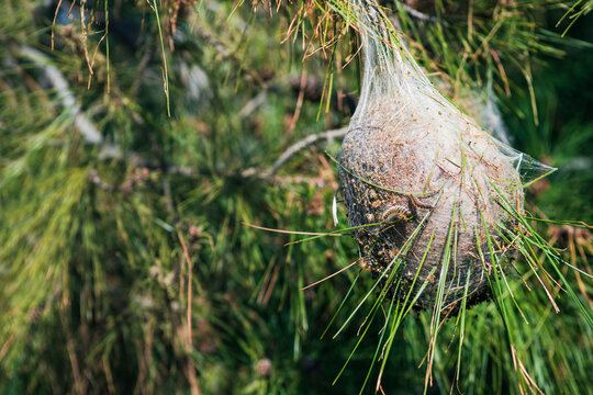 Nest of pine processionary caterpillars on a pine tree in Turkey. Destructive forest pest causing defoliation, ecological damage and health risks for humans and animals.