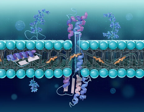 The CorMR system in Anabaena facilitates cyanobacteria cell morphogenesis through protein filaments and cytoskeleton.