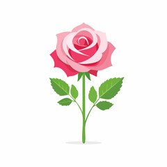 Fototapeta premium Pink Rose Illustration