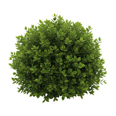 Obraz premium Green bush on black isolated on a transparent background