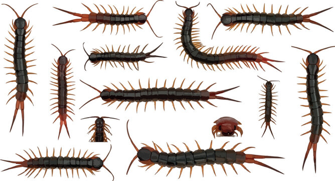 Realistic Centipede Insect Collection with Detailed Crawling Arthropod Illustrations for Nature, Wildlife, and Pest Design Projects