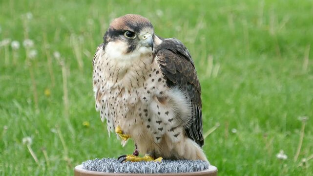 Lanner falcon of falconer bird of prey perched and looking around