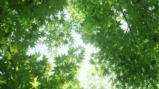 キラキラ輝く春夏の新緑の葉と木漏れ日の輝き　森林の葉のボケの光　輝く太陽の日差しとレンズフレア　眩しい日光とハレーションの強い　自然の風景背景