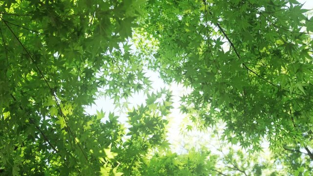 キラキラ輝く春夏の新緑の葉と木漏れ日の輝き　森林の葉のボケの光　輝く太陽の日差しとレンズフレア　眩しい日光とハレーションの強い　自然の風景背景