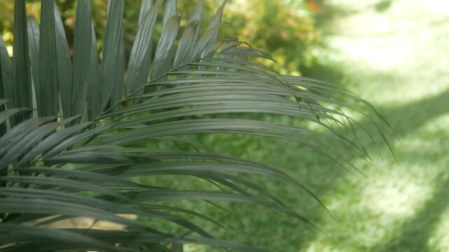 Palm plants. ornamental plants in the garden exposed to the breeze