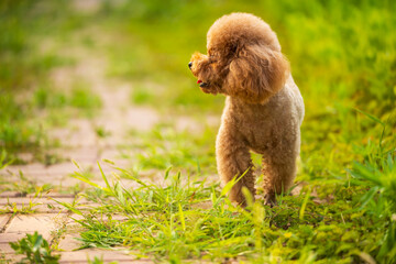 A teddy dog is on the lawn. © zhengzaishanchu