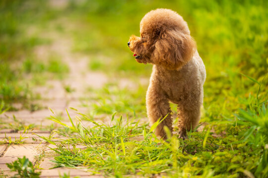 A teddy dog is on the lawn.