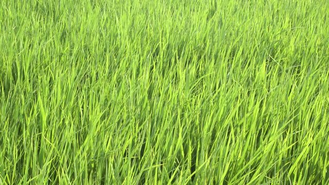 埼玉県の田んぼで風に揺れる若稲、緑が広がる夏の自然背景素材4K映像