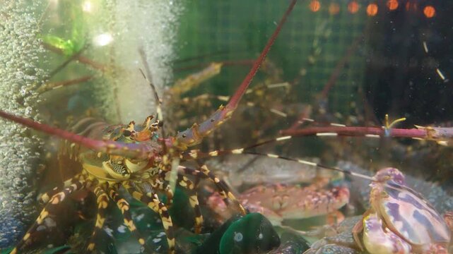 Live Spiny Lobster and Crabs in an Aquarium Tank at Seafood Market