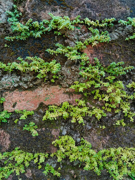 Brick texture and green plants Pilea microphylla