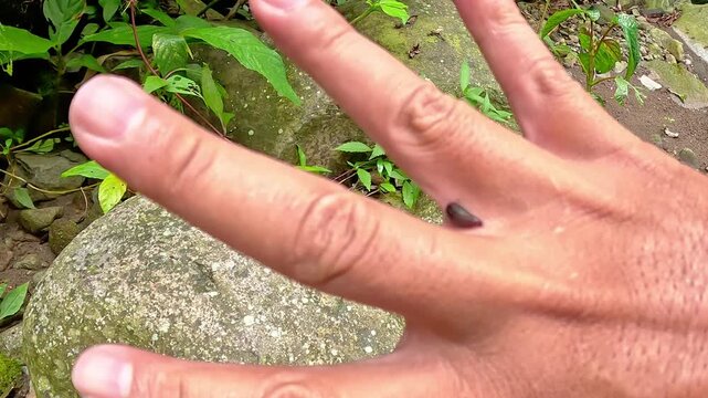 A leech is sucking a man's blood. The leech is clinging tightly to the spaces between his fingers.