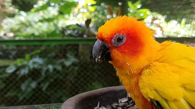 Aratinga solstitialis, the golden-feathered Sun Conure with a bright orange face