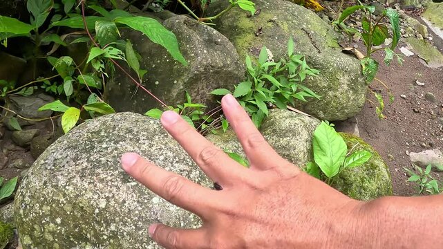 A leech is sucking a man's blood. The leech is clinging tightly to the spaces between his fingers.