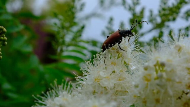 Blooming Sorbaria Sorbifolia flowers, Natural detailed closeup on a red pine longhorn beetle, Stictoleptura rubra on the flowers. Landscaped, cultivated garden bush