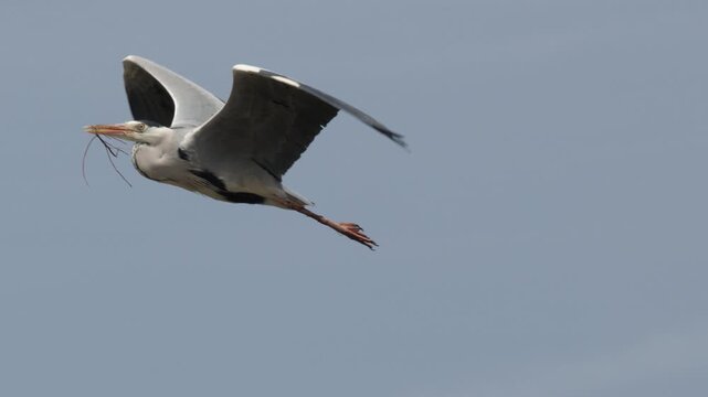 Grey Heron Flying Through Blue Sky Carrying Nesting Material in Kyoto