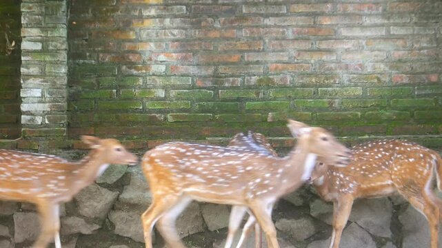 A group of domestic deer, walking from left to right