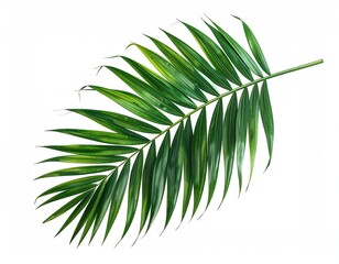 Fototapeta premium A vibrant green palm frond curves gracefully against a stark white background