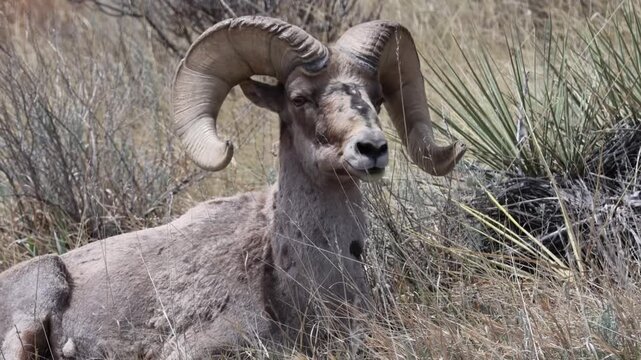 Bighorn Sheep Ram Extreme Close-Up &ndash; Massive Curved Horns, Chewing, Wildlife Detail 4K . Extreme close-up of a powerful bighorn sheep ram resting and chewing cud. Colorado