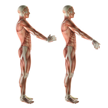3D medical figure showing wrist radial deviation and ulnar deviation