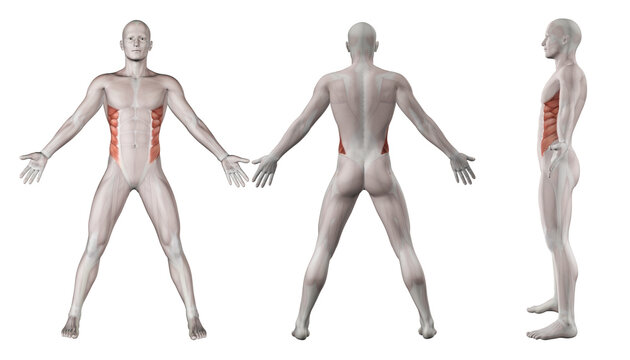3D images showing male figure with external oblique highlighted