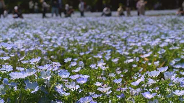 Slow-Motion Handheld Tracking Shot Moving Right Across a Nemophila (Baby Blue Eyes) Flower Field in Japan