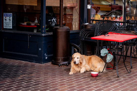Golden retriever dog lying under a red table at a pet-friendly sidewalk cafe with No Pets sign