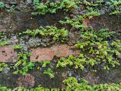 Brick texture and green plants Pilea microphylla