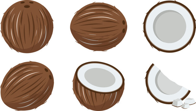 Fresh coconut vector illustration set featuring whole nut brown shell half cut and white meat slices for tropical organic food and cosmetic design.