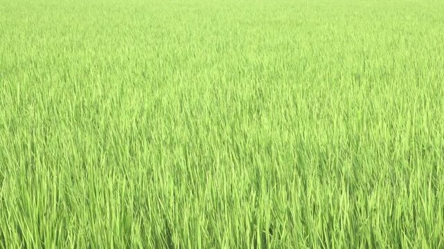 埼玉県の田んぼで風に揺れる若稲、緑が広がる夏の自然背景素材4K映像