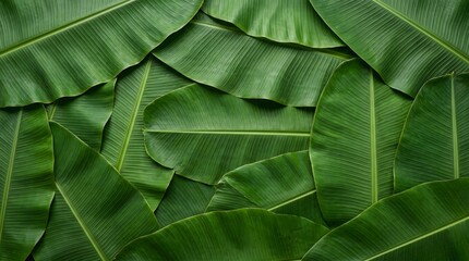 Obraz premium Tropical Banana Leaf Background with Vibrant Green Color 02