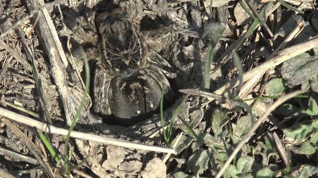 Macro of a large hairy wolf spider guarding its vertical burrow in dry steppe soil among withered grass and fresh spring growth