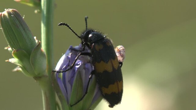 Hairy black and orange scarab beetle Epicometis hirta feeds on a blue-violet chicory bud Cichorium intybus. Camera pulls back from extreme macro to full stem view against green bokeh. Summer meadow