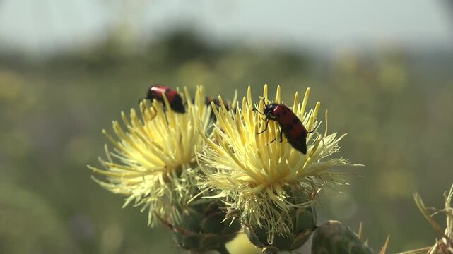Two red-and-black spotted Mylabris blister beetles feed on cream-yellow thistle flower heads swaying in summer breeze. Steppe meadow background, warm daylight, vivid wildlife macro nature scene