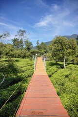 Fototapeta premium Photo spot with a wooden pathway through green plantations and a beautiful mountain backdrop.
