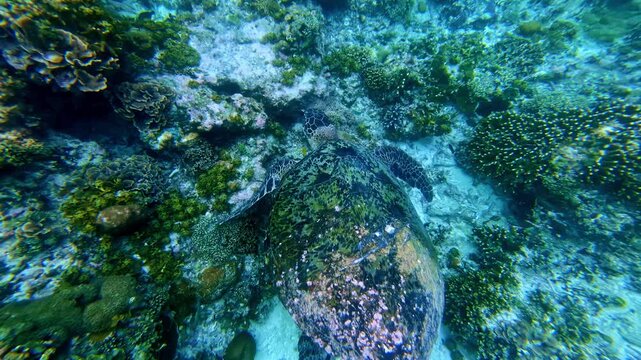 Top-down underwater view of a hawksbill sea turtle resting amid coral heads on a tropical reef.