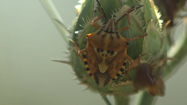 Carpocoris shield bug rests on a spiny Centaurea knapweed bud with zebra-striped connexivum and orange body. Macro footage reveals insect camouflage on steppe wildflower in warm summer backlight