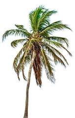 Fototapeta premium A lush tropical coconut palm tree with green leaves and a natural trunk is isolated on a white background