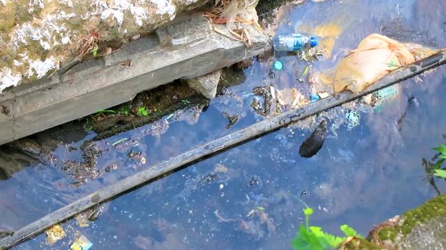 Monitor lizard swimming in polluted river with floating trash Thailand environment.