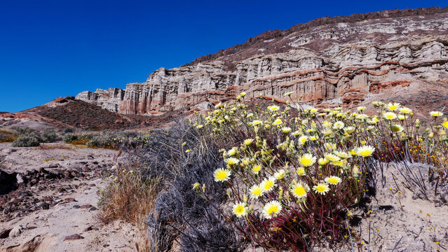Yellow desert wildflowers in full bloom at Red Rock Canyon State Park.