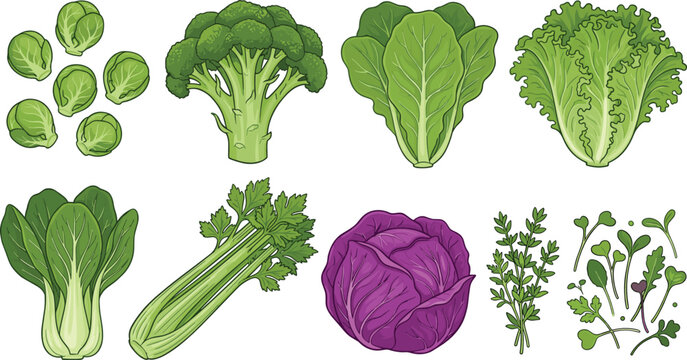 Fresh Green Leafy Vegetables and Cruciferous Set Featuring Broccoli Cabbage Celery Bok Choy and Herbs for Healthy Diet Nutrition Infographics and Grocery Store Branding Design