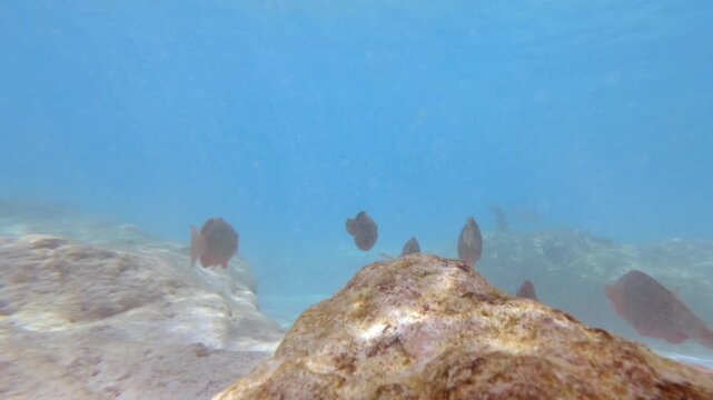 Vibrant slow-motion footage of parrotfish swimming and grazing over a rocky coral reef in the crystal clear turquoise waters of La Digue, Seychelles 30fps 002